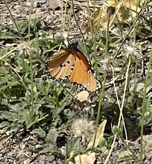 Danaus chrysippus dorippus