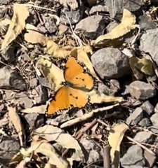 Danaus chrysippus dorippus