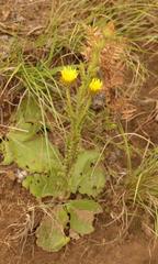 Berkheya rhapontica