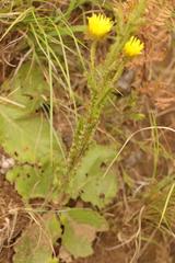 Berkheya rhapontica