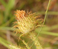 Berkheya rhapontica