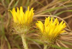 Berkheya rhapontica