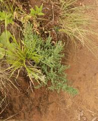 Cliffortia spathulata