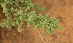 Cliffortia spathulata