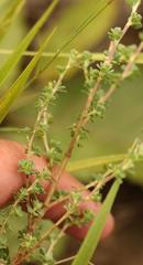 Cliffortia spathulata