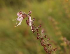 Syncolostemon cinereus