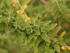 Syncolostemon cinereus