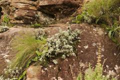 Helichrysum sutherlandii