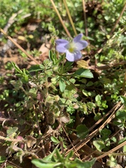 Viola bicolor