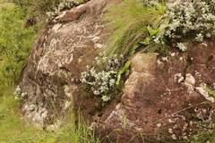 Helichrysum sutherlandii
