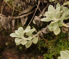 Helichrysum sutherlandii