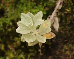 Helichrysum sutherlandii