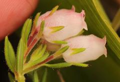 Erica oatesii
