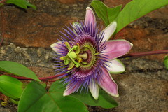 Passiflora alata × caerulea