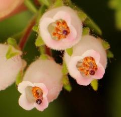 Erica oatesii
