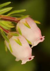 Erica oatesii