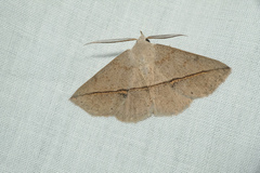 Ugia purpurea