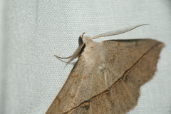 Ugia purpurea