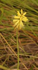 Kniphofia breviflora
