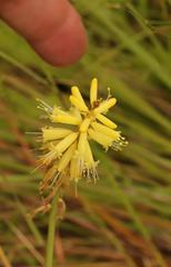 Kniphofia breviflora