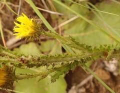 Berkheya rhapontica