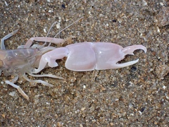 Trypaea australiensis