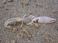 Trypaea australiensis