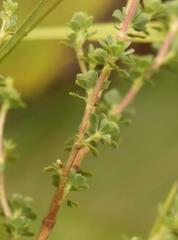 Cliffortia spathulata