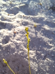 Manulea multispicata