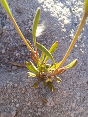 Manulea multispicata