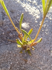 Manulea multispicata