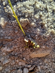 Manulea multispicata