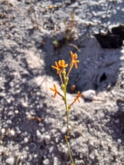 Manulea multispicata