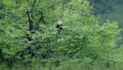 Ailurus fulgens styani