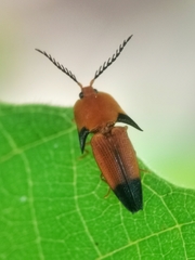 Pachyderes apicalis