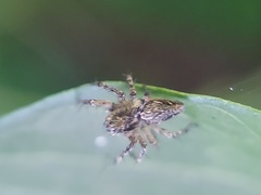 Oxyopes scalaris