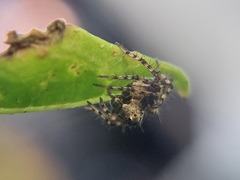 Oxyopes scalaris