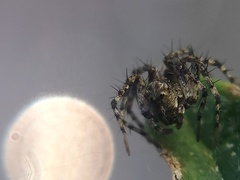 Oxyopes scalaris