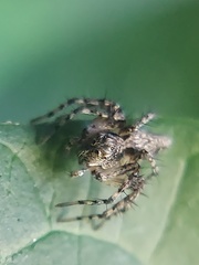 Oxyopes scalaris