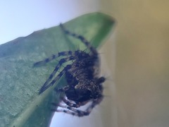 Oxyopes scalaris