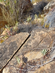 Pelargonium lanceolatum