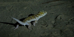 Teratoscincus przewalskii