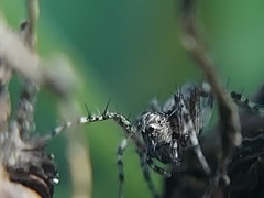 Oxyopes scalaris