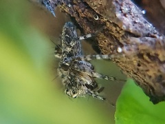 Oxyopes scalaris