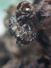 Oxyopes scalaris