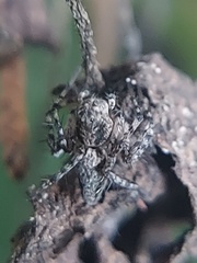 Oxyopes scalaris