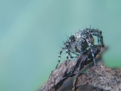 Oxyopes scalaris