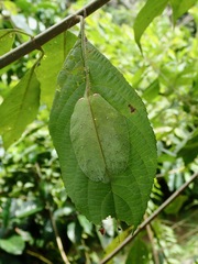 Chondroderella borneensis