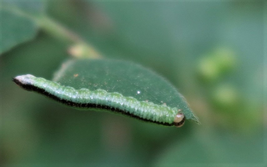 Nematus wahlbergi