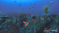 Callanthias australis